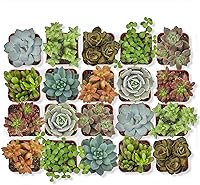 Altman Plants 20 Pack Live Succulents - Assorted 2" Potted Succulent Plants, Easy Care Houseplants in Cacti Soil Mix