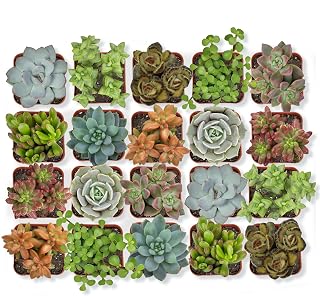 Altman Plants 20-Pack Live Assorted Succulents 2-Inch Pots - Easy Care Indoor Outdoor Houseplants for Beginners