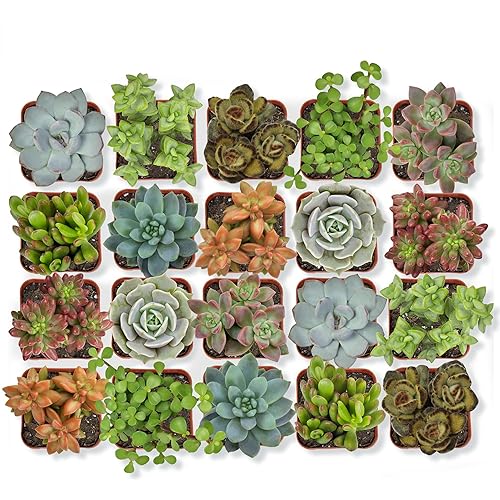 Altman Plants, Live Succulent Plants (20 Pack) Assorted Potted Succulents Plants Live House Plants in Cacti and Succulent Soil Mix, Cactus Plants Live Indoor Plants Live Houseplants in Planter Pots