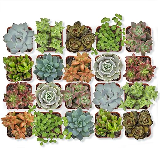 Altman Plants, Live Succulent Plants (20 Pack) Assorted Potted Succulents Plants Live House Plants in Cacti and Succulent Soil Mix, Cactus Plants Live Indoor Plants Live Houseplants in Planter Pots