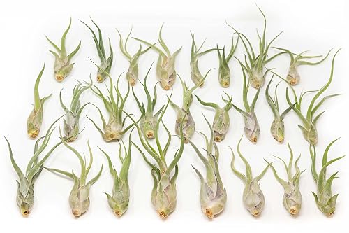 Tillandsia Caput Medusae Air Plants - Live Succulent House Plants (Pack of 50)