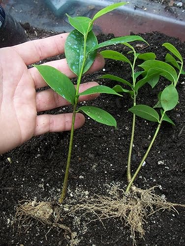 Miniatura 9 de Guanabana Planta de 1 año en maceta con tierra, 5-6 pulgadas de alto, 4-6 hojas, planta frutal comestible Guanábana exótica Annona muricata