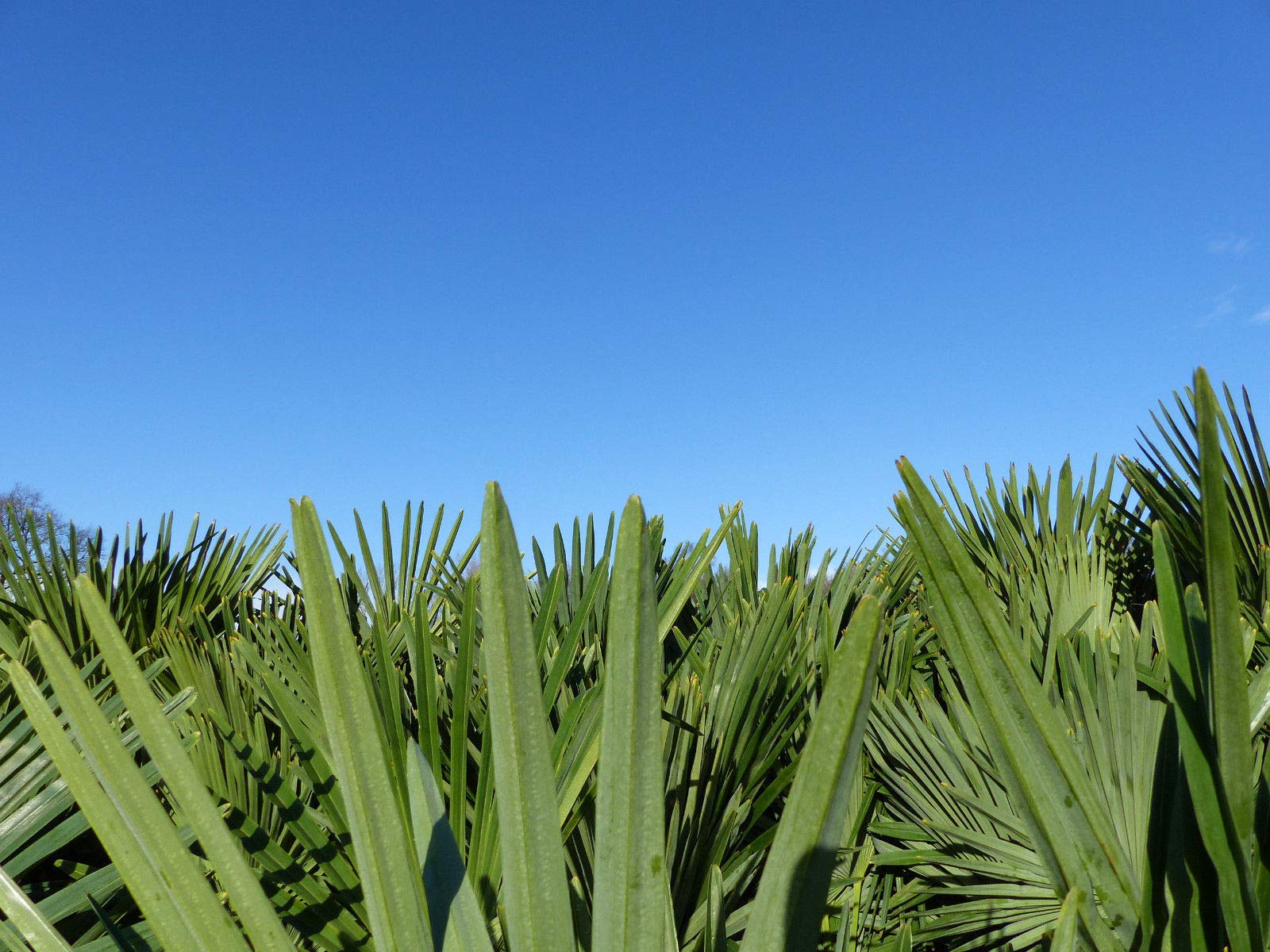 XXL Palme winterhart 140-160 cm Trachycarpus fortunei, Hanfpalme, Top-Qualität