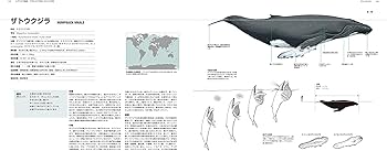 Amazon.co.jp: 世界のクジラ・イルカ百科図鑑 : 山田格, アナリサ