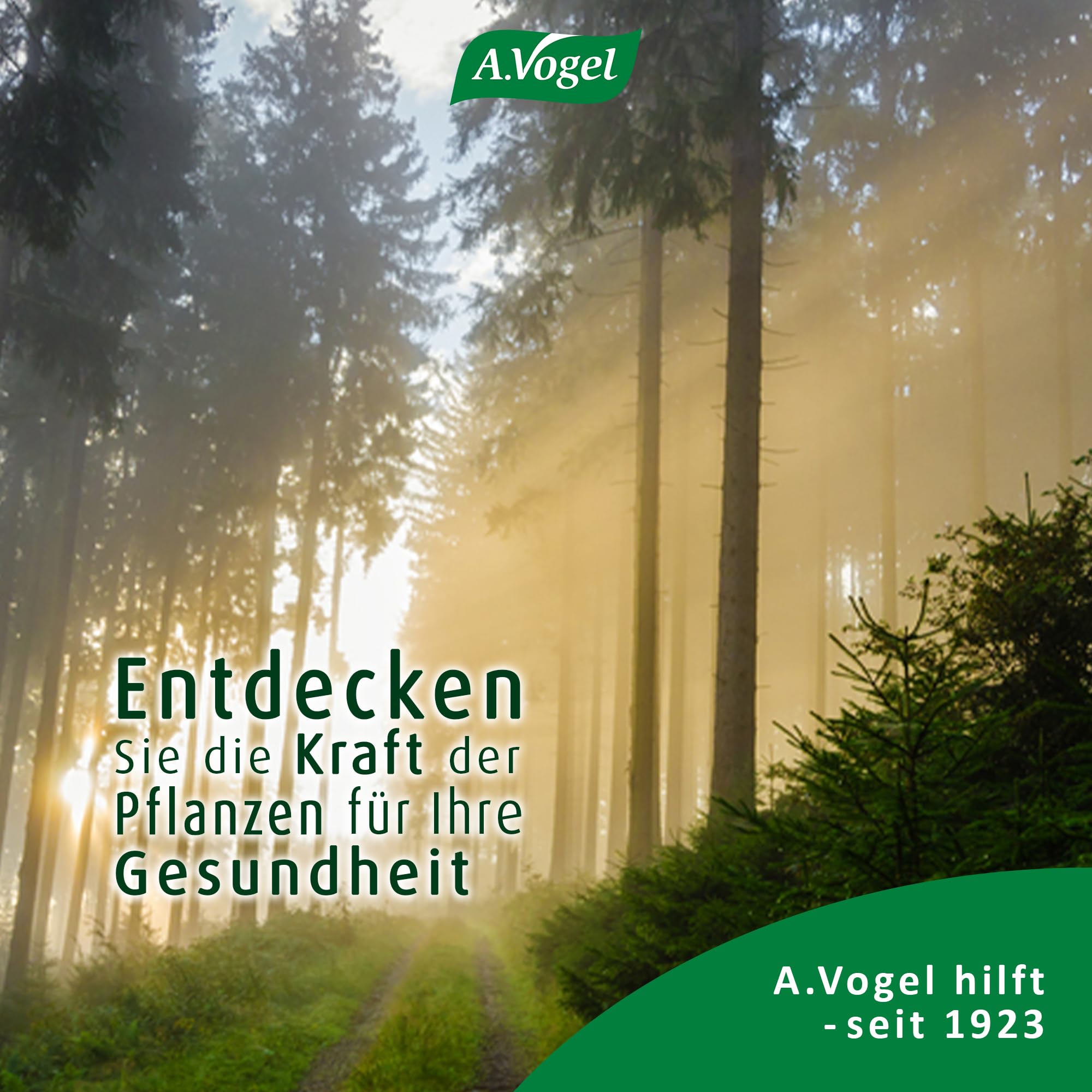 A.Vogel Santasapina Fichtenspitzen Sirup 6 x 200 ml, beruhigend für Hals und Rachen, ohne Alkohol und Zuckerzusätze, für Erwachsene und Kinder ab 2 Jahren