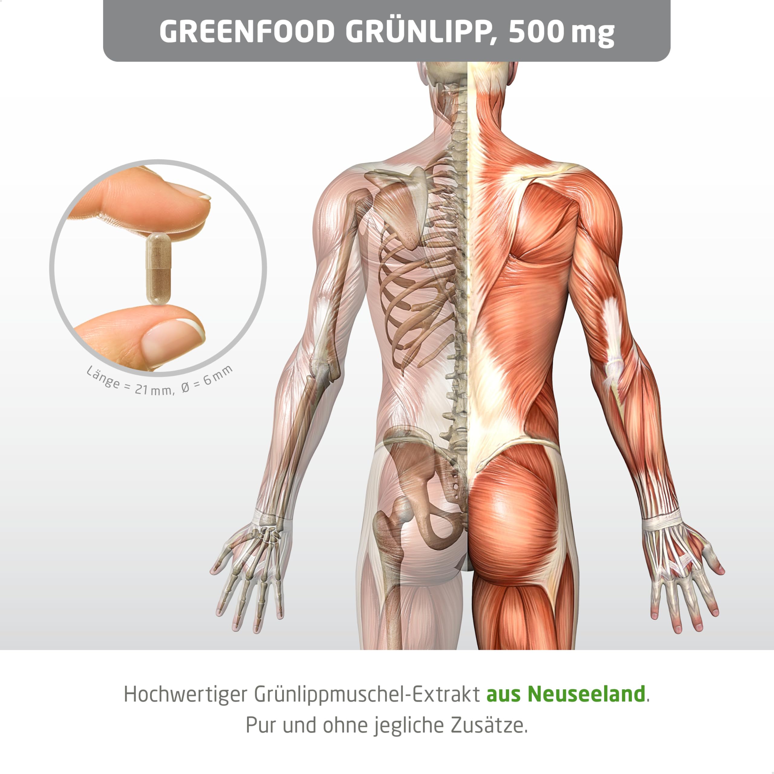 Grünlippmuschel, hochdosiert, 500 mg - 120 Kapseln. Reiner Grünlippmuschel-Extrakt. OHNE künstliche Zusätze, laborgeprüft. Von Greenfood.