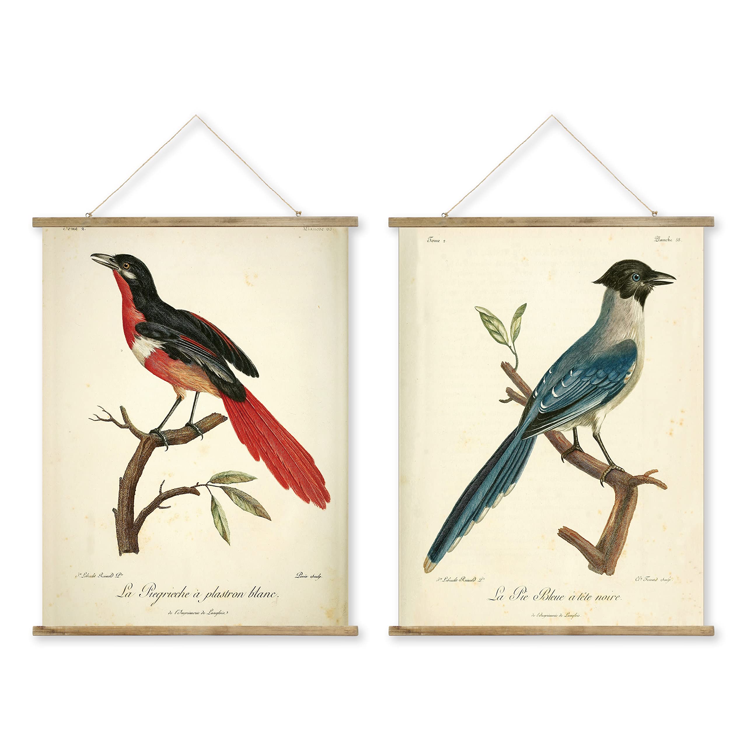 MIDEFINCH Vintage Bird Illustration Print Set - Set of 2 Retro Bird Posters with Wooden Hanging Frames, Home Wall Art Decor, 16x23 Inches