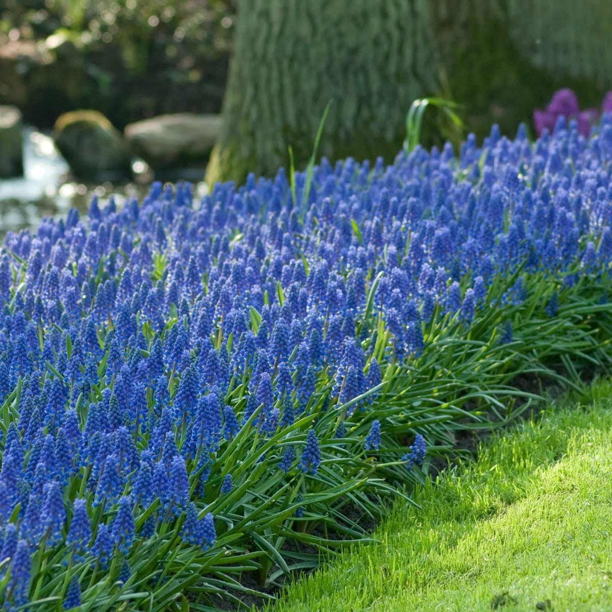 Muscari Armeniacum Grape Hyacinths | 250 Flower Bulbs | Blue | from Longfield Gardens