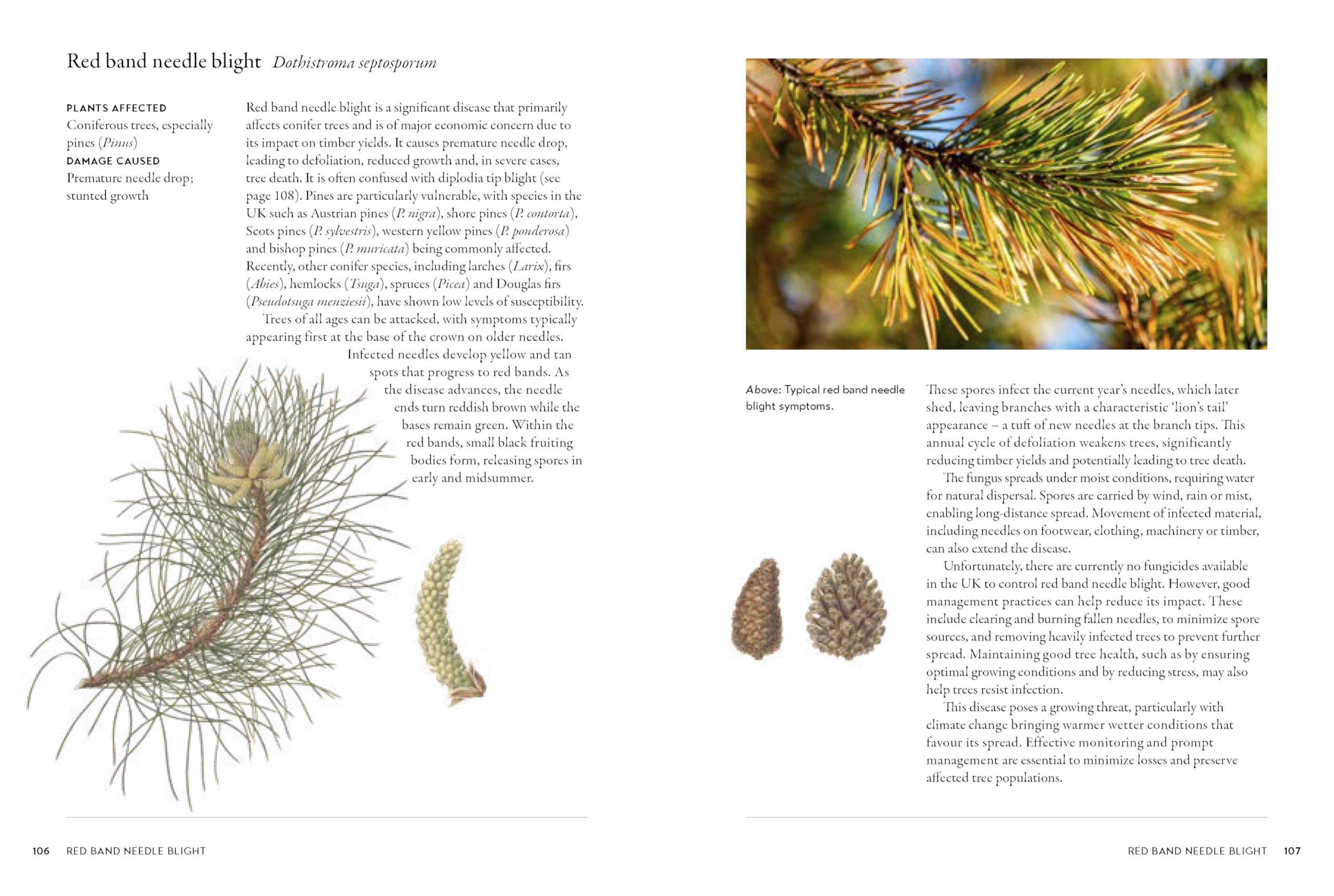 Gardener's Companion to Pests and Diseases: A Guide to Diagnosis, Treatment & Prevention