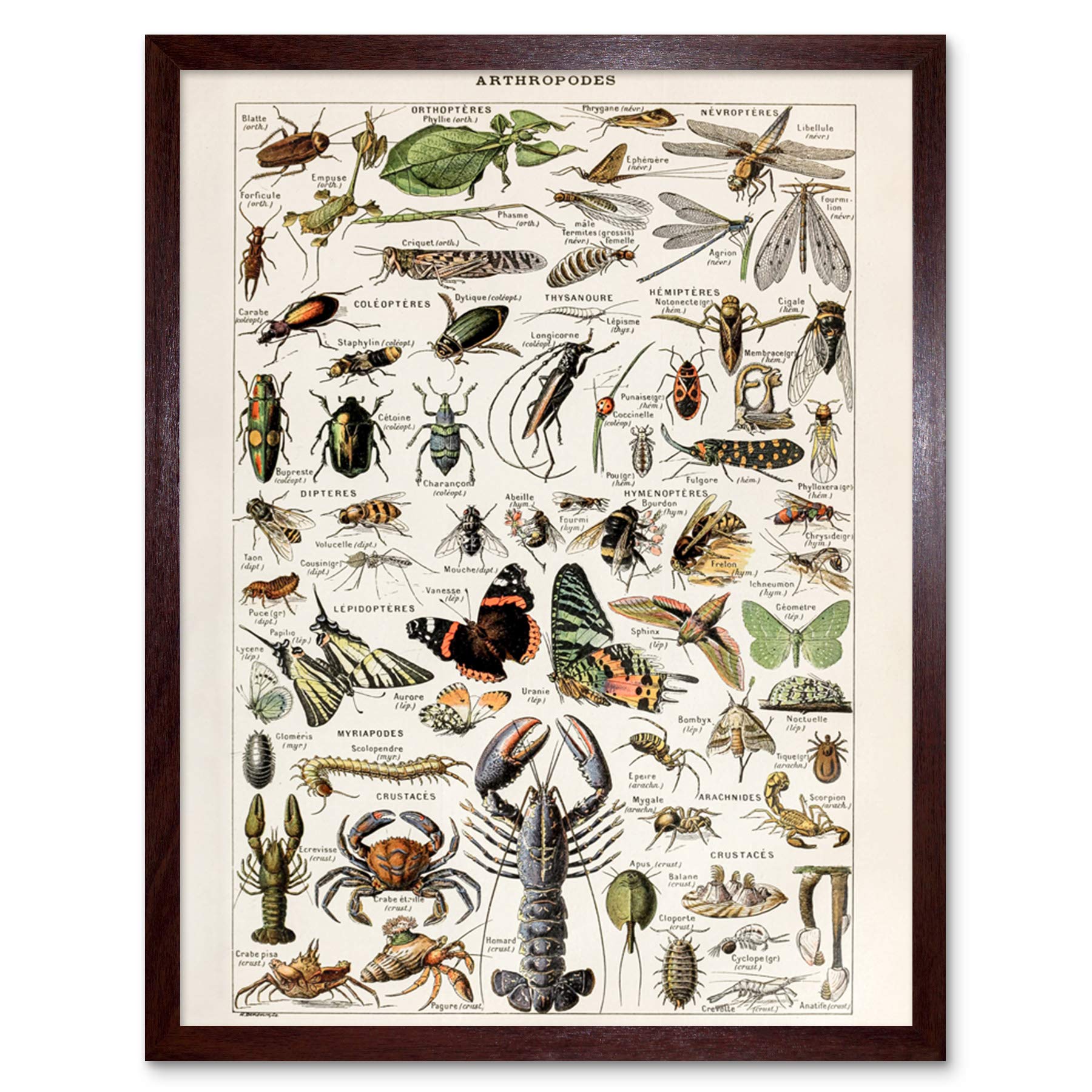 Artery8 Millot Encyclopedia Arthropods Exoskeletal Animals Art Print Framed Poster Wall Decor 12x16 inch