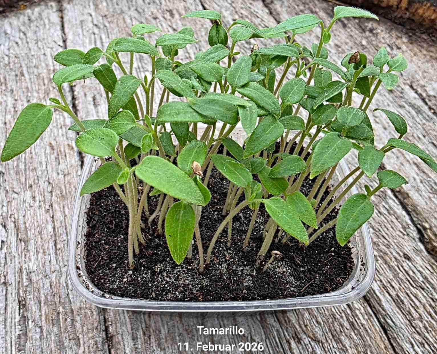 Tamarillo Samen, Baumtomate, Solanum betaceum, Tomatenbaum (500 Samen)