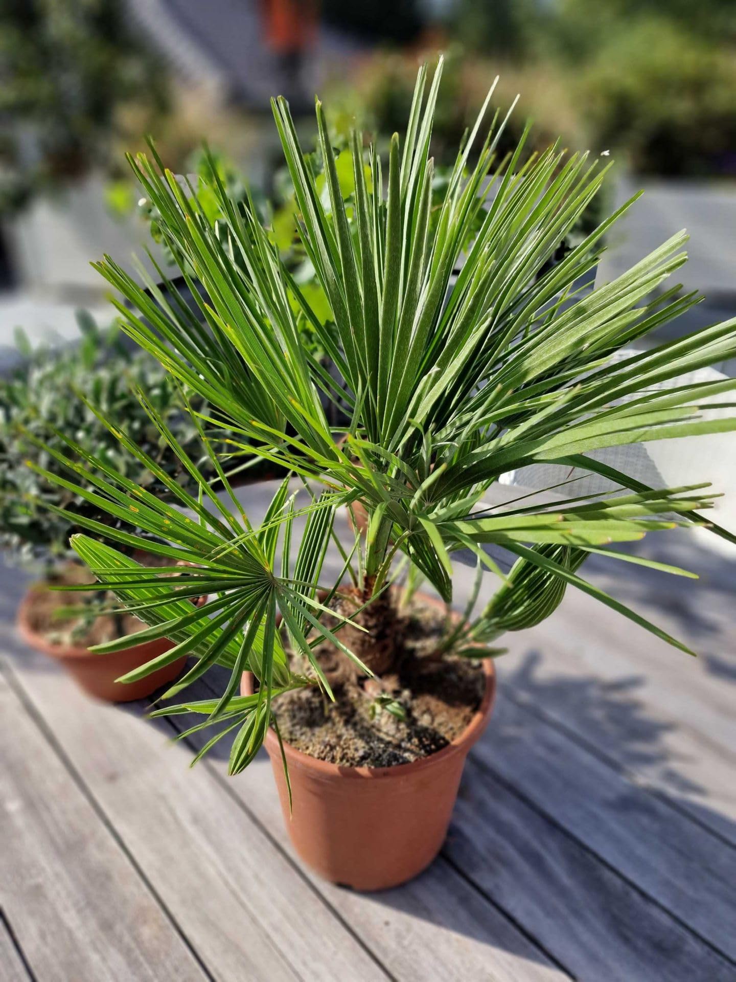 Meine Orangerie 'Mittelmeer Zwergpalme' - Winterharte Palme im Ø 22cm Topf - ca. 120cm inkl. Topf - Frosthart bis -12 Grad - Europäische Zwergpalme winterhart - Chamaerops humilis (Topf Ø 22cm)