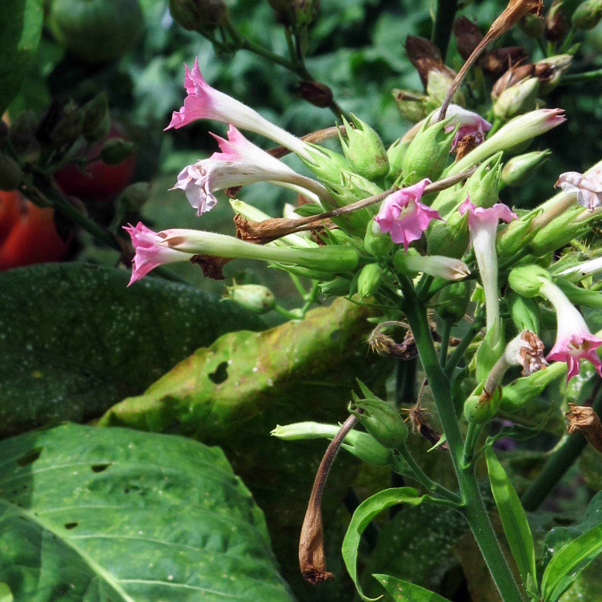 Virginia Tobacco 'Virginia Gold' (Nicotiana tabacum) organic approx. 500  seeds : Amazon.com.be: Garden