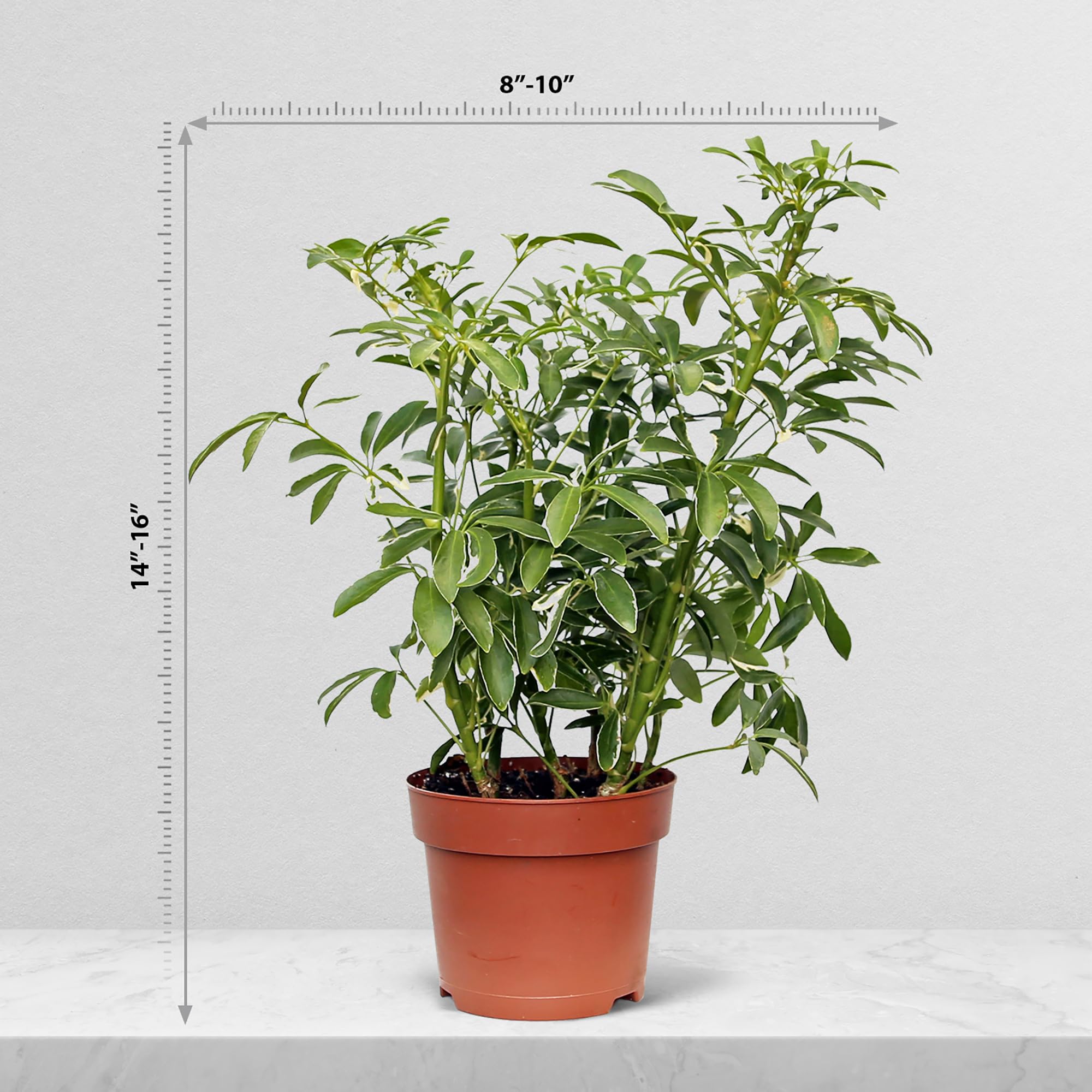 Amazon.com : Live Variegated Hawaiian Schefflera Arboricola