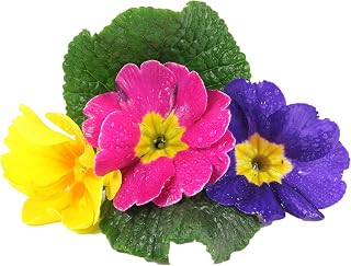 Flowering Plants - Polyanthus 'Stella Mix' - 20 x Full Plant Pack - Garden Ready + Ready to Plant - Premium Quality Plants
