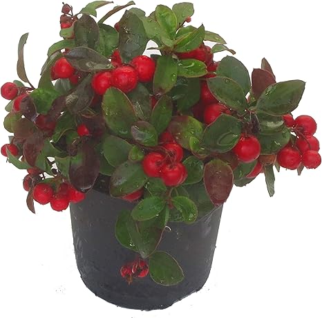 Gaultheria procumbens - rote Teppichbeere, Scheinbeere vim 12 cm Topf ...