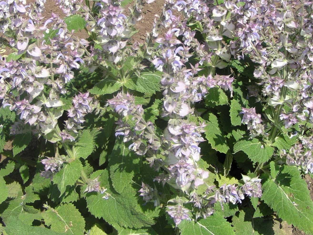 CLARY SAGE 50 SEEDS