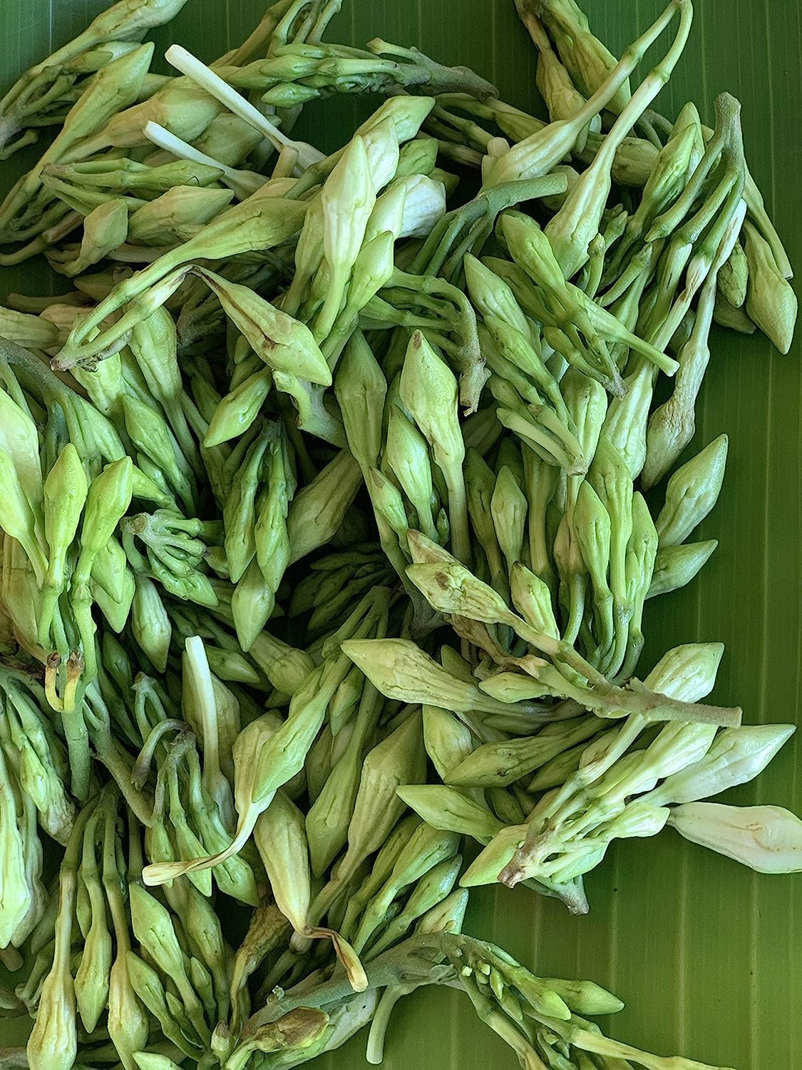 GenericNew Fresh 8pcs loroco Plant Seeds