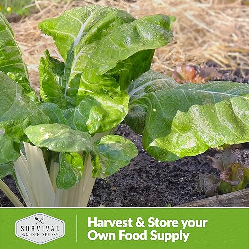 Miniatura 5 de Survival Garden Seeds - Semilla de acelga Fordhook para plantar - Paquete con instrucciones para plantar y cultivar deliciosas verduras de hoja