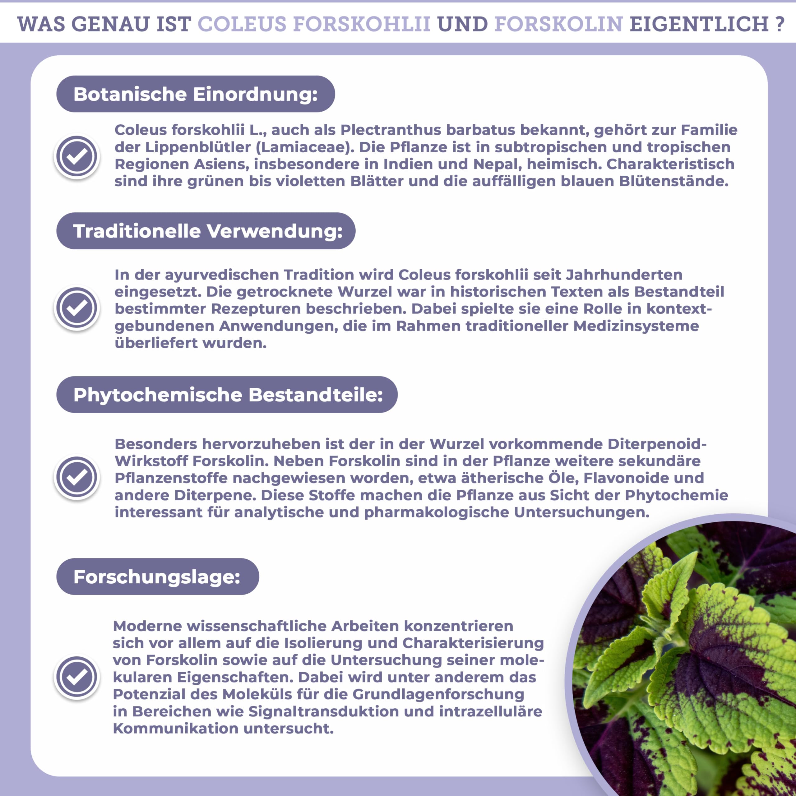 QIDOSHA® Coleus Forskohlii Extrakt, volle 20% Forskolin, 120 Kapseln im Apothekerglas, 400mg je Kapsel, deutsche Fertigung, Wirkstoffgehalt in externem Labor testiert