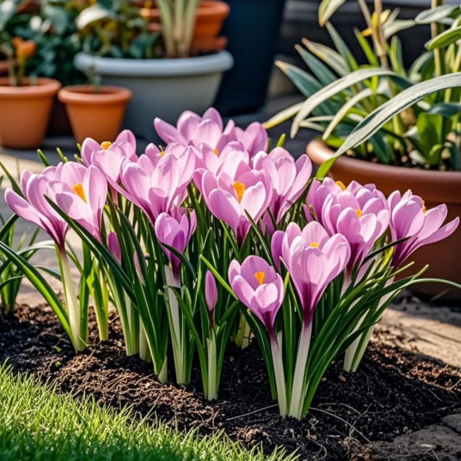 Perennial Crocus Bulbs/Suitable for Autumn Planting and Spring Flowering/Professional Planting for Stunning Garden Displays-10 Bulbs-C