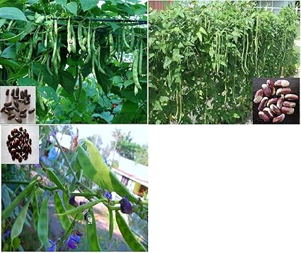 Seedstores : Beans Club 3 in 1 : Kit of 3 Hybrid Bean Types 10 Seeds each