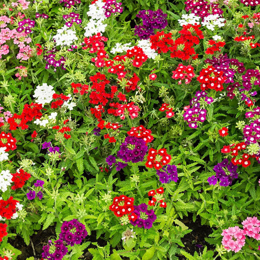 Verbena Sparkles Mix Seeds – Bright Blooms for Beddings, Borders & Containers – RHS Award of Garden Merit – Half Hardy Annual – for Your Beautiful Garden