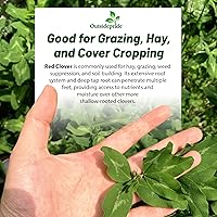 Vista 9 de Outsidepride Semillas de trébol rojo perenne con semilla de trébol carmesí – 10 libras. Semillas de trébol autosembrado, recubiertas nitrográficas