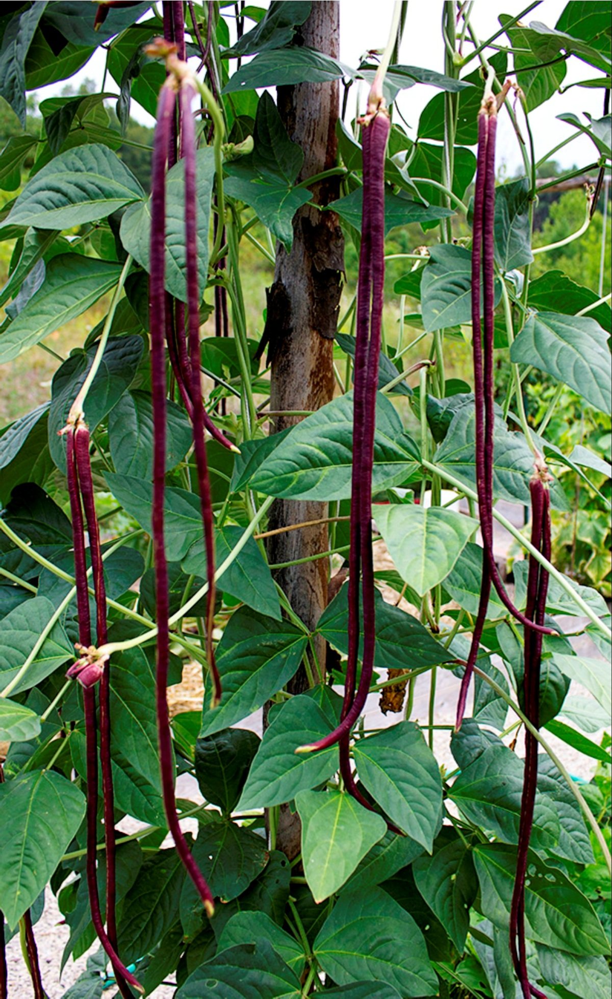 Seedstores : Hybrid Long Bean Maroon RED DIAMOND Seeds for Terrace Top Balcony Kitchen Poly House Gardening 20 Nos (B00TVAVU4A) Amazon Price History, Amazon Price Tracker