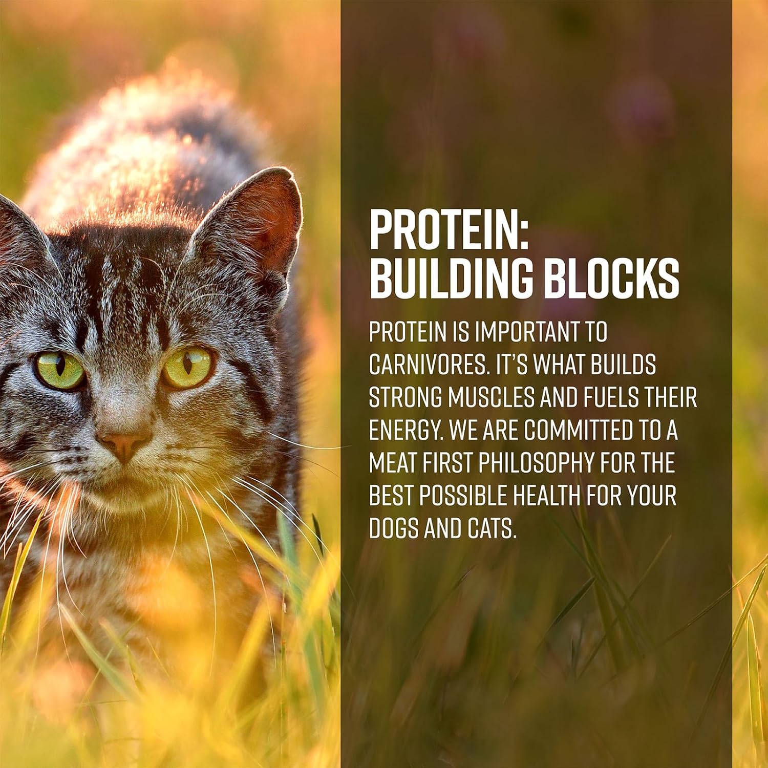 Essence AIR & Gamefowl CAT Recipe Dry CAT Food, 4LB Bag