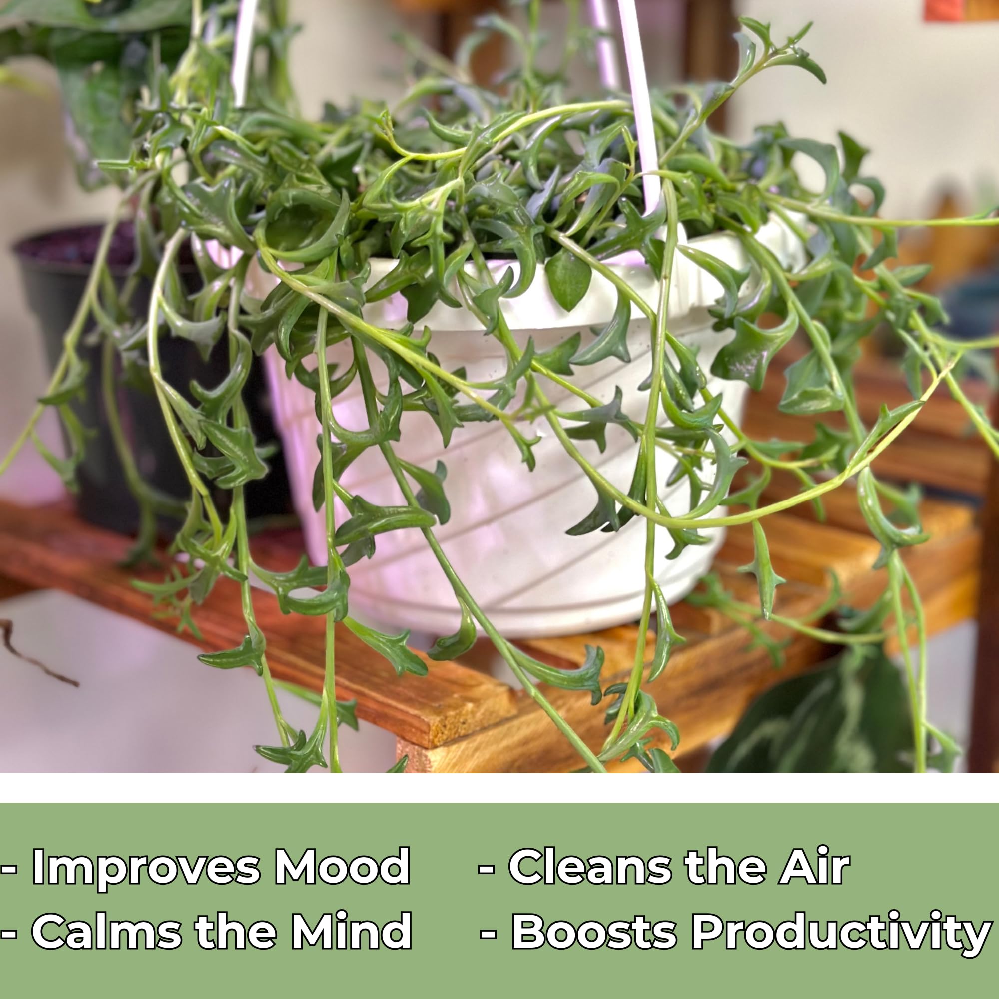 Amazon.com : String of Dolphins Plant  Live 6 Hanging Basket Dolphin  Succulent - Easy-Care Rare Air-Purifying Houseplant for Home, Office,  Wedding Decor or Birthday Gift (Heat Pack Included) : Patio, Lawn