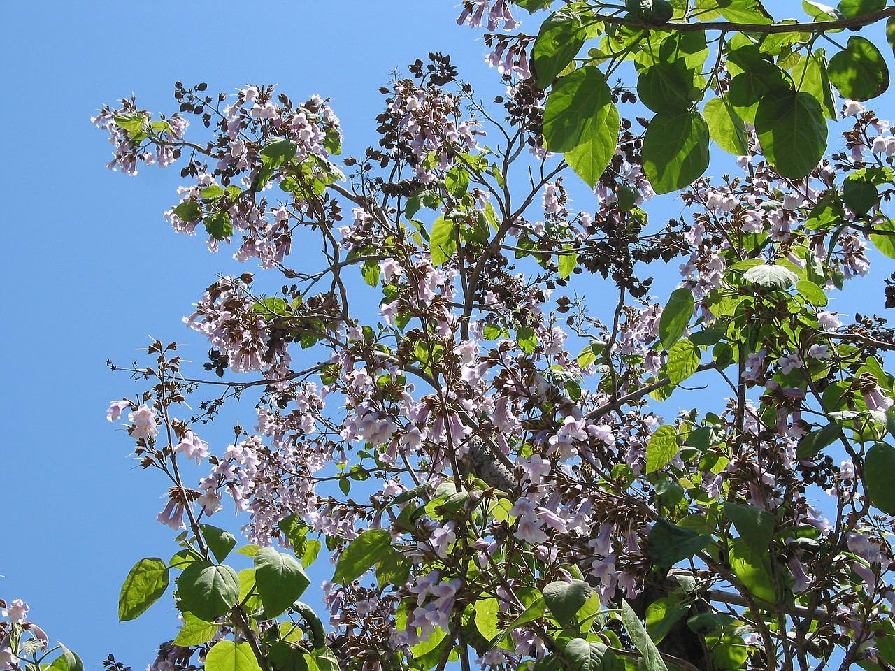 Blauglockenbaum Paulownia tomentosa Pflanze 510cm Kaiserbaum Kaiser