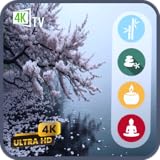 桜の禅ビュー - 穏やかな瞑想のための春の桜庭園