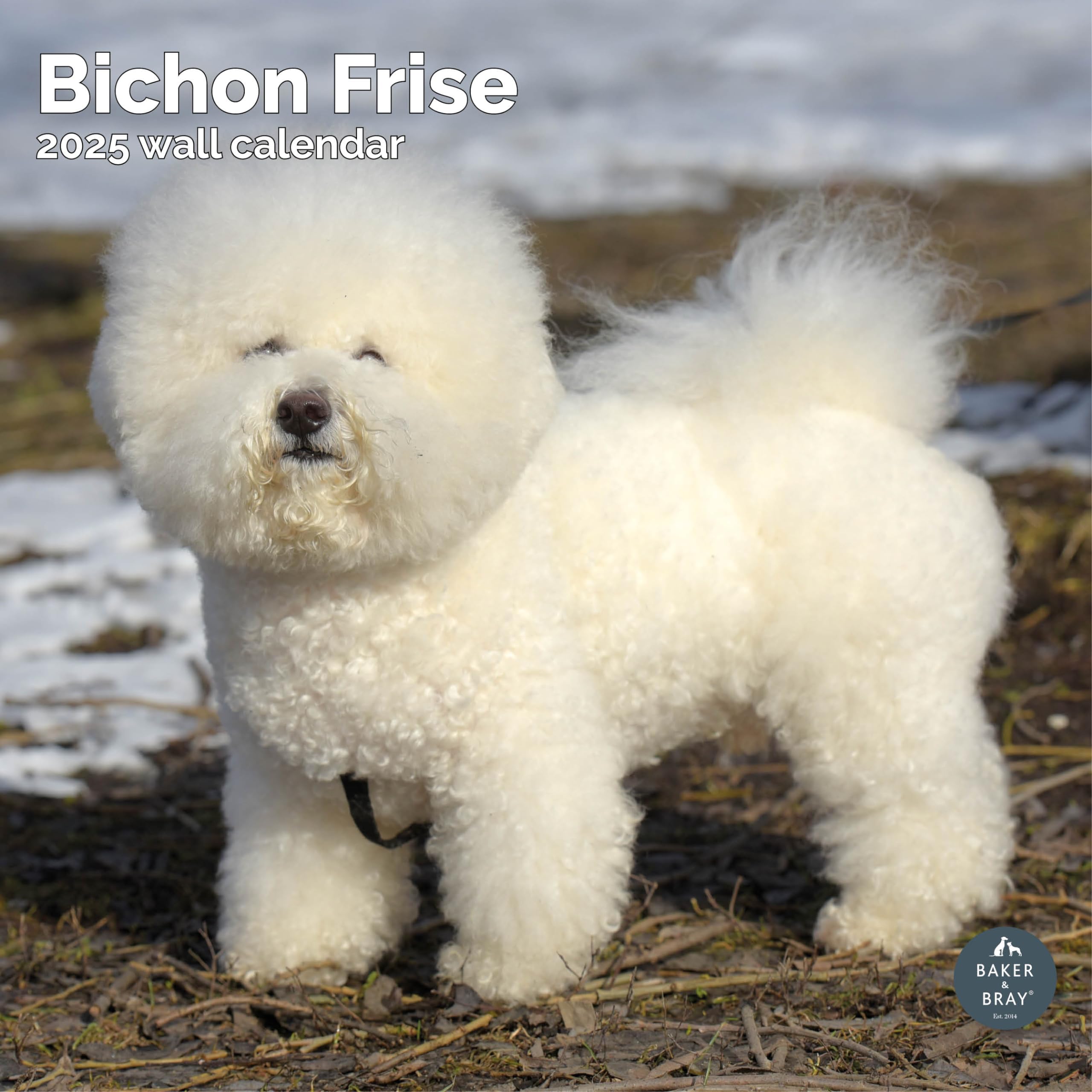 Baker and Bray Bichon Frise Calendar 2026, Large Square Wall Calendar With Organisational Stickers, 16 Month