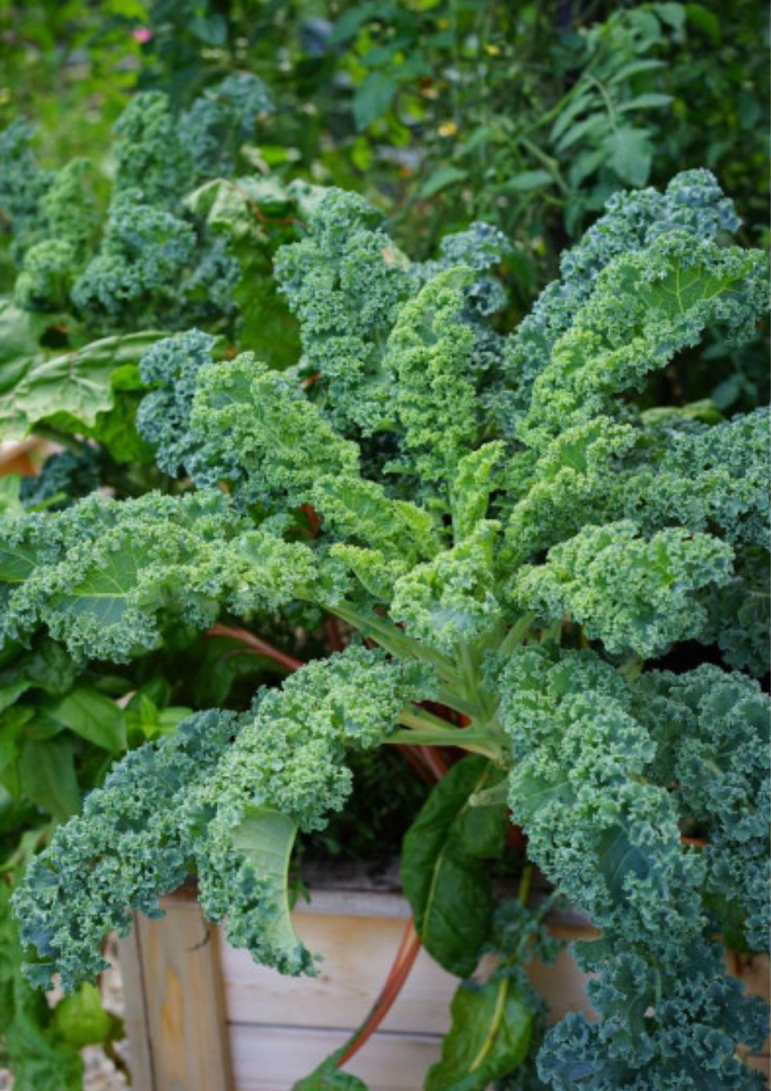 Gebdinsh Garden® Imported Kale Vegetables Seeds For Kitchen Gardening (Pack Of 100 Seeds)