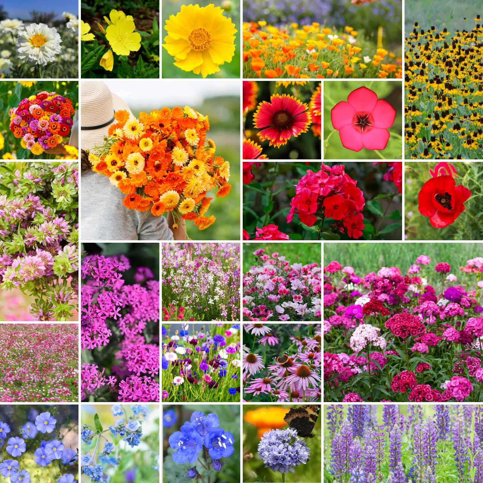 Eden Brothers Heirloom Flower Mixed Seeds