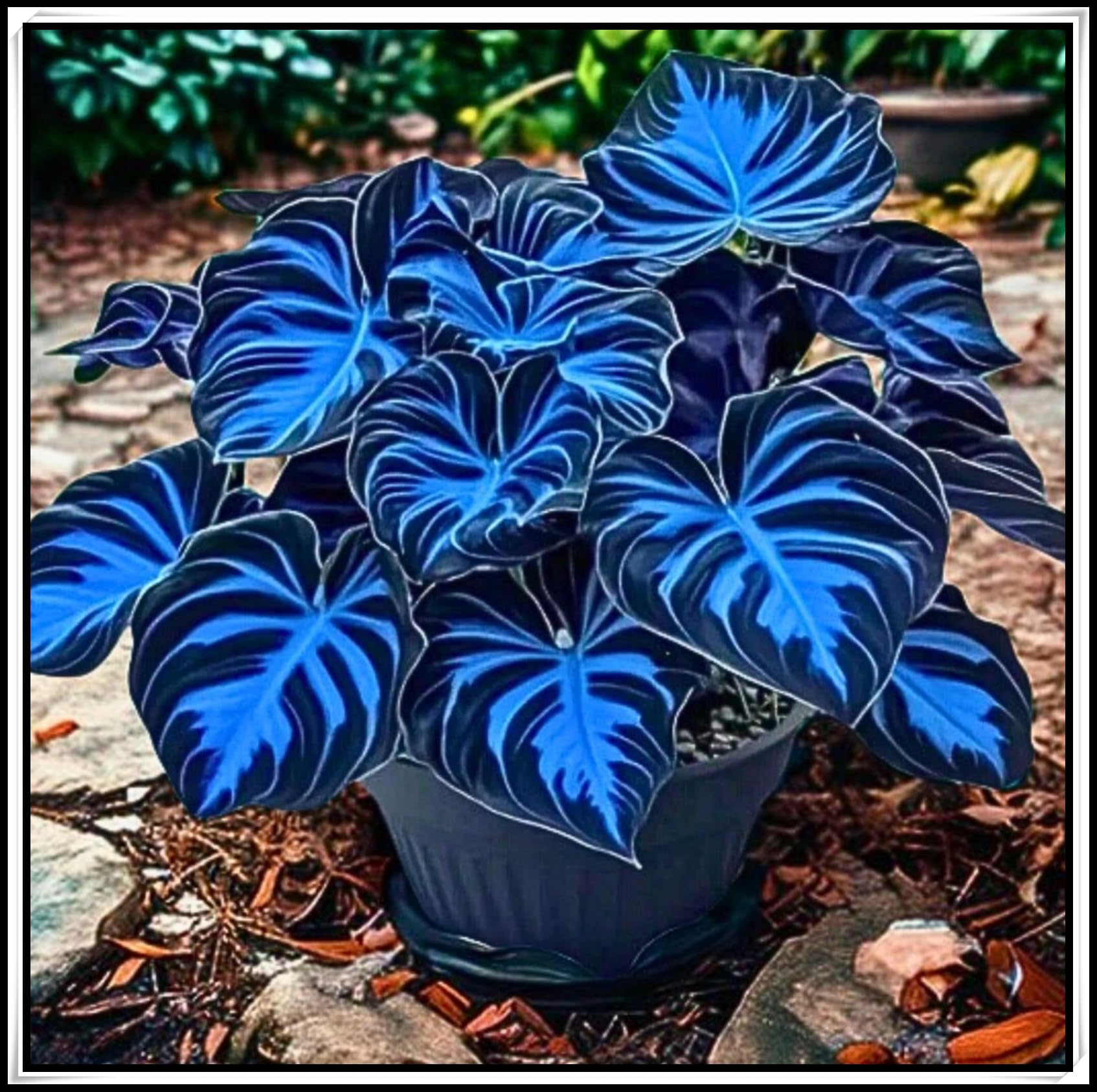 Perennial Hardy Midnight Hosta Blue Bulbs, Shade-Tolerant Garden Plants, Suitable for Shady Garden Corners & Bed Borders, Excellent Display-6 Bulbs-G