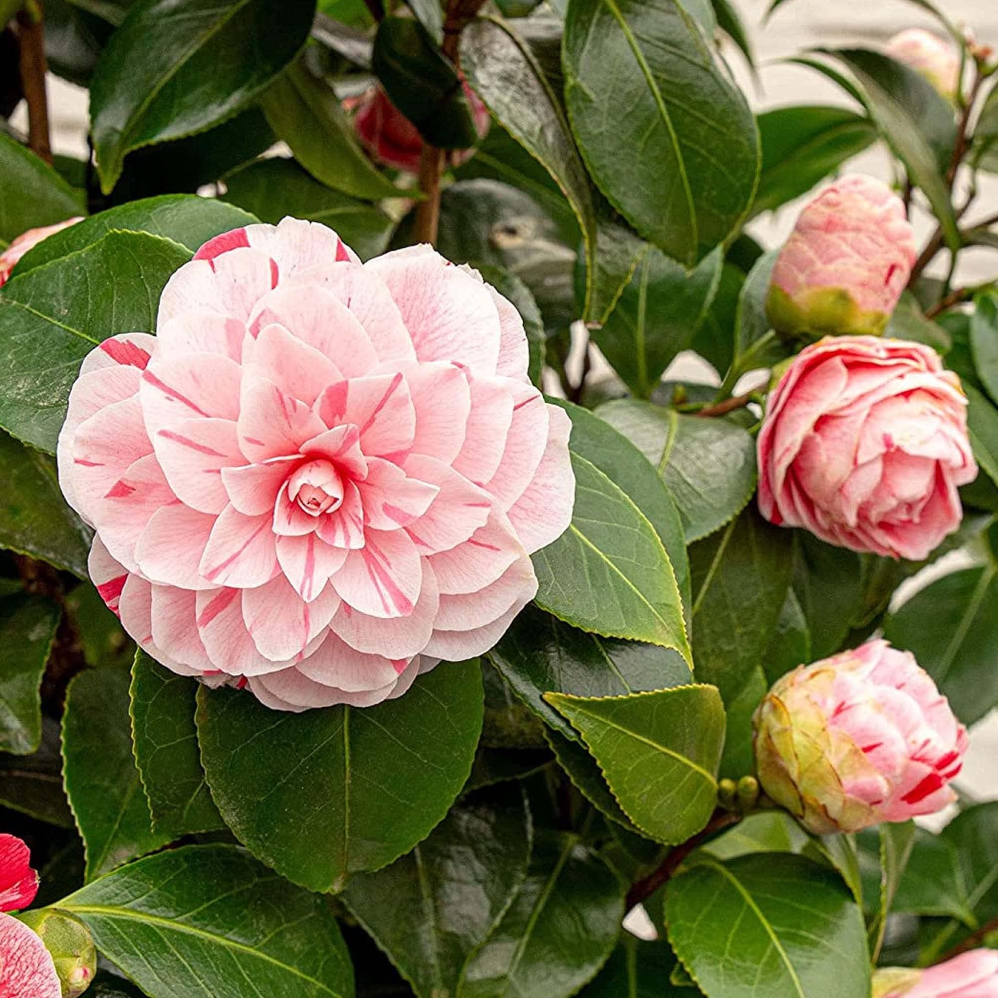 Camellia Japonica Bonomiana Evergreen Flowering Hardy Garden Shrub Plant in Pot (9cm Pot, 20-30cm)