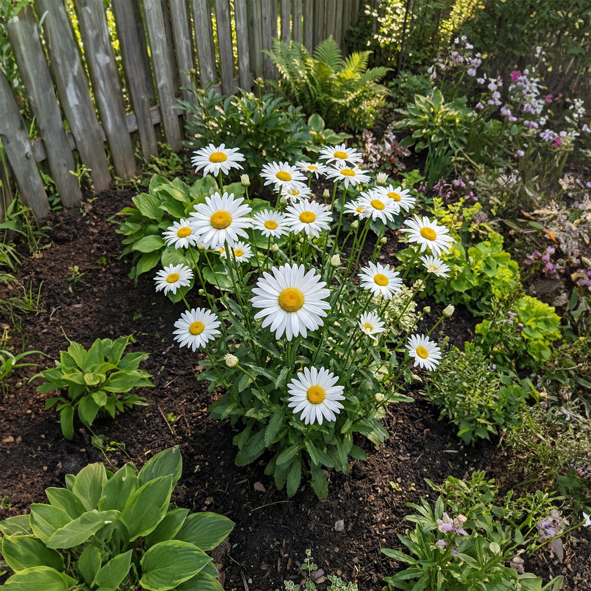 Bloomique - 3er - Set - Leucanthemum Silberprinzessche - Margerite - Reichblühend - Winterhart - Mehrjährig - Höhe 10-20 cm - Topf 9 cm