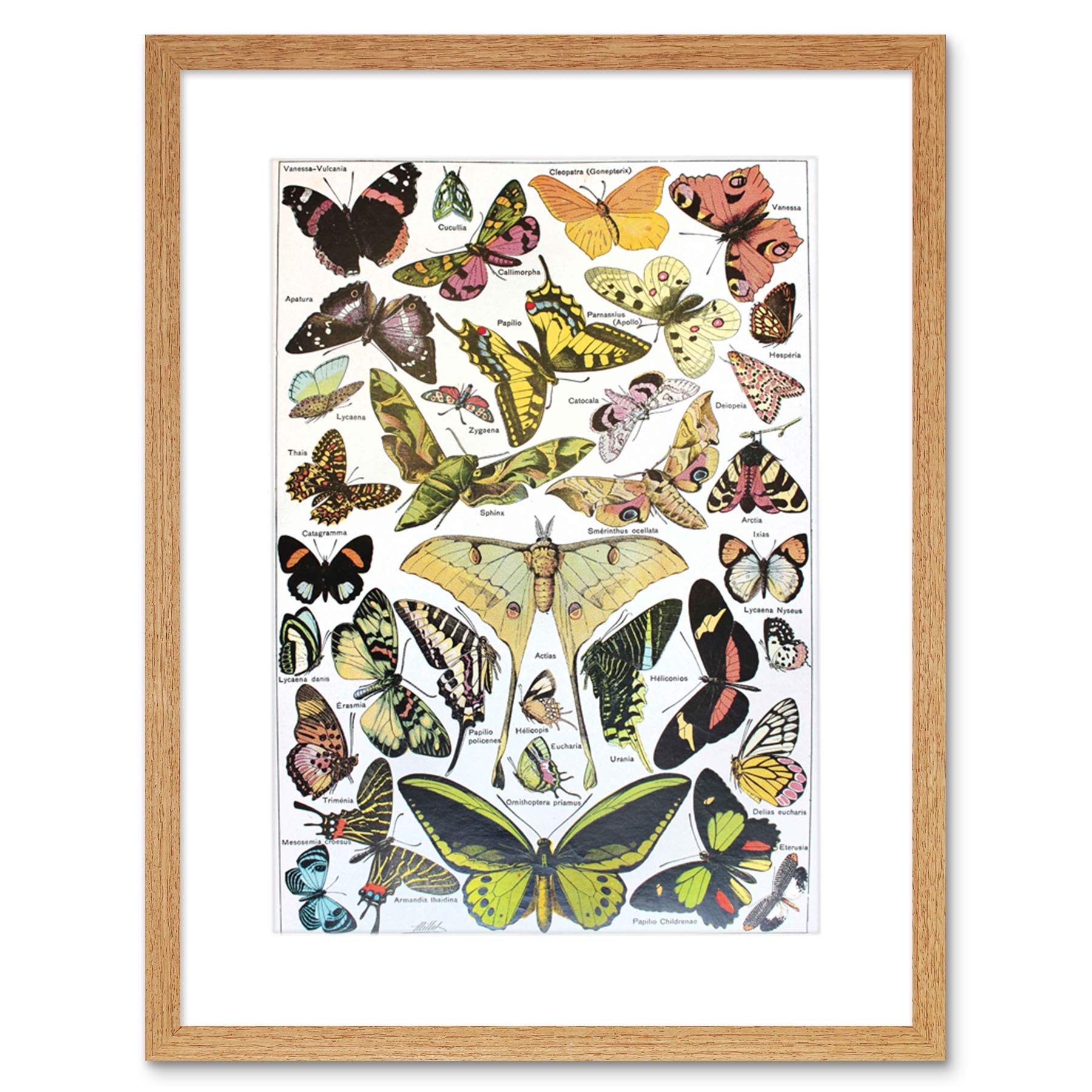 絵画 butterfly Amazon.co.jp: Scientific Butterfly Moth Colour Drawing