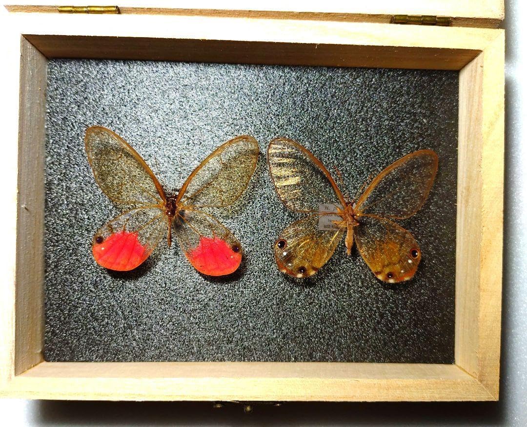 外国産蝶標本翔ぶ神秘の蝶ベニスカシジャノメ＆ピエラスカシジャノメ 外
