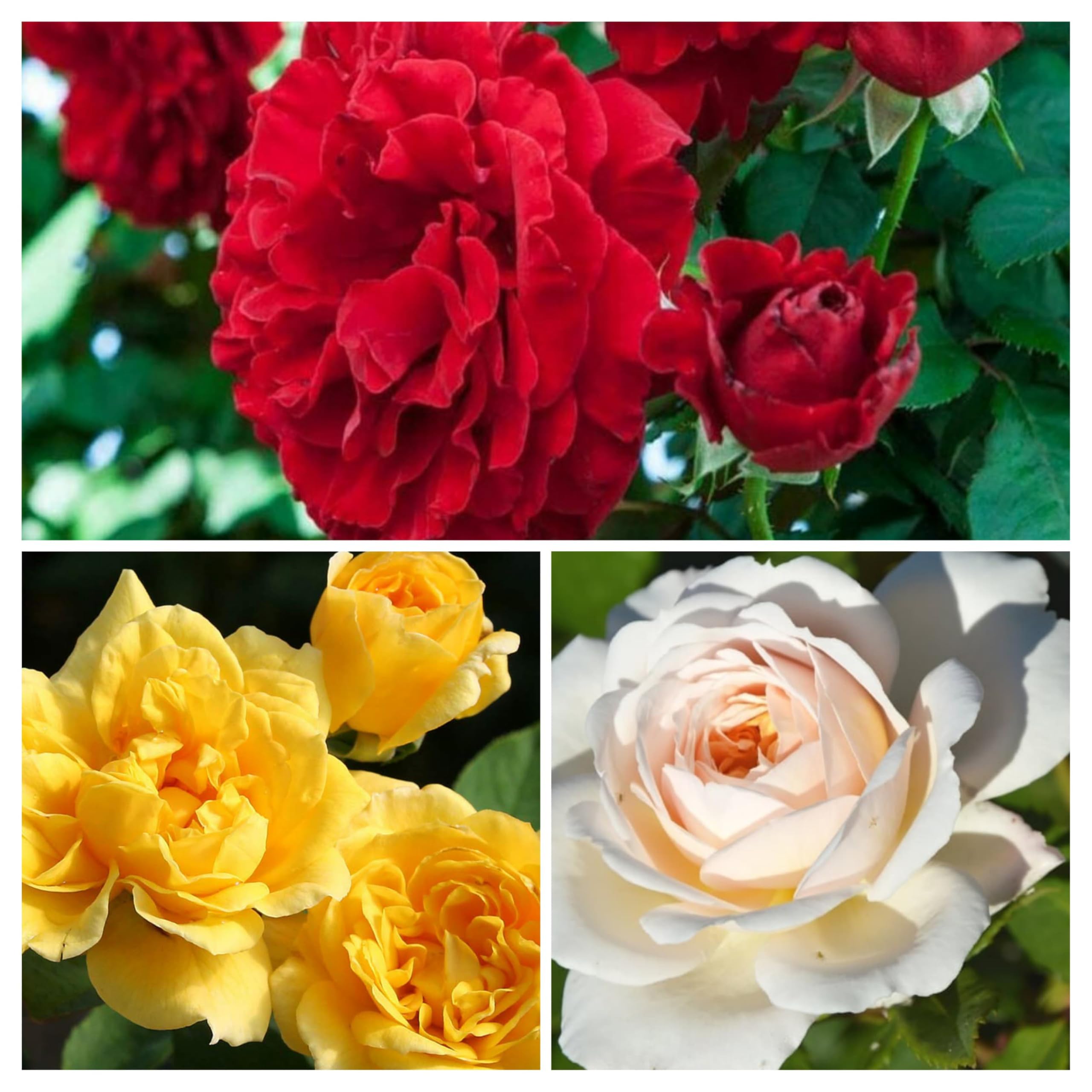Gurveplantationi - Combo of 3 Climbing Live Flower Plant For Indoor and Gardening Live Red, Yellow and White Rose Plant with Pot