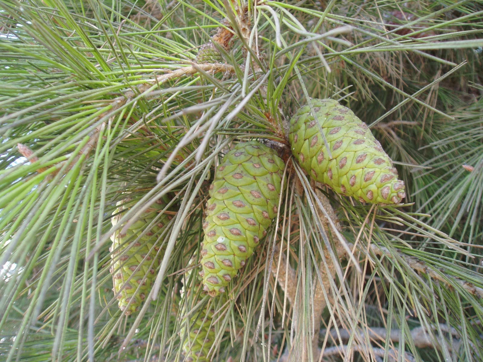 40 Semillas de Pino Carrasco - (Pinus halepensis)