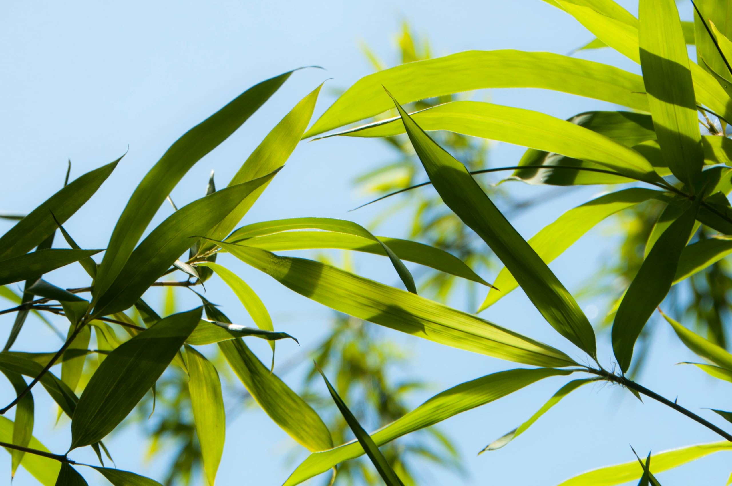 Phyllostachys bissetii – bamboo sempreverde rustico – ideale per siepi e schermature naturali pianta in vaso ø18 cm h. 150 cm circa Vivaio di Castelletto