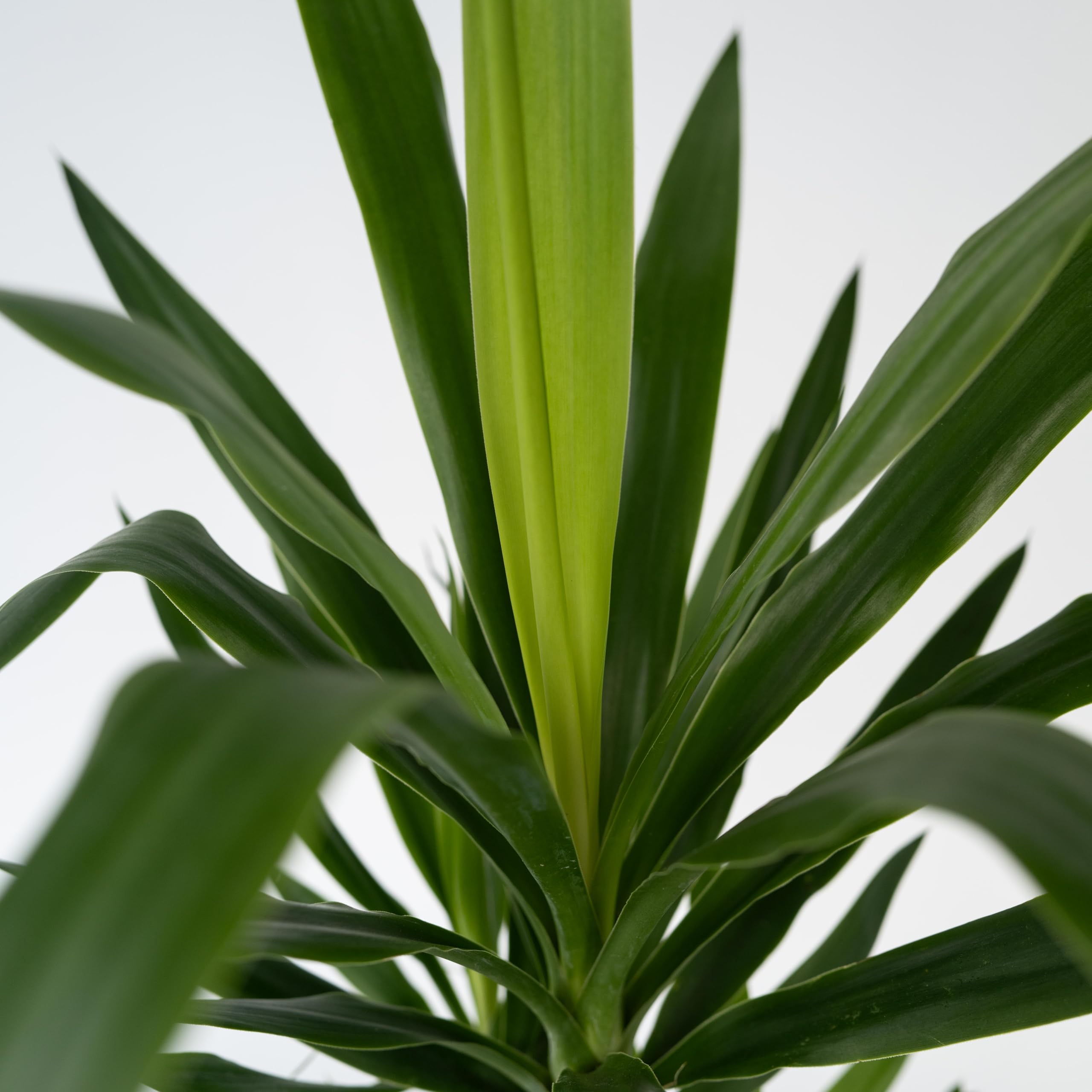 Plant in a Box - Yucca Éléphantipes - Plante d'intérieur - Pied d'éléphant - Pot 17cm - Hauteur 70-80cm