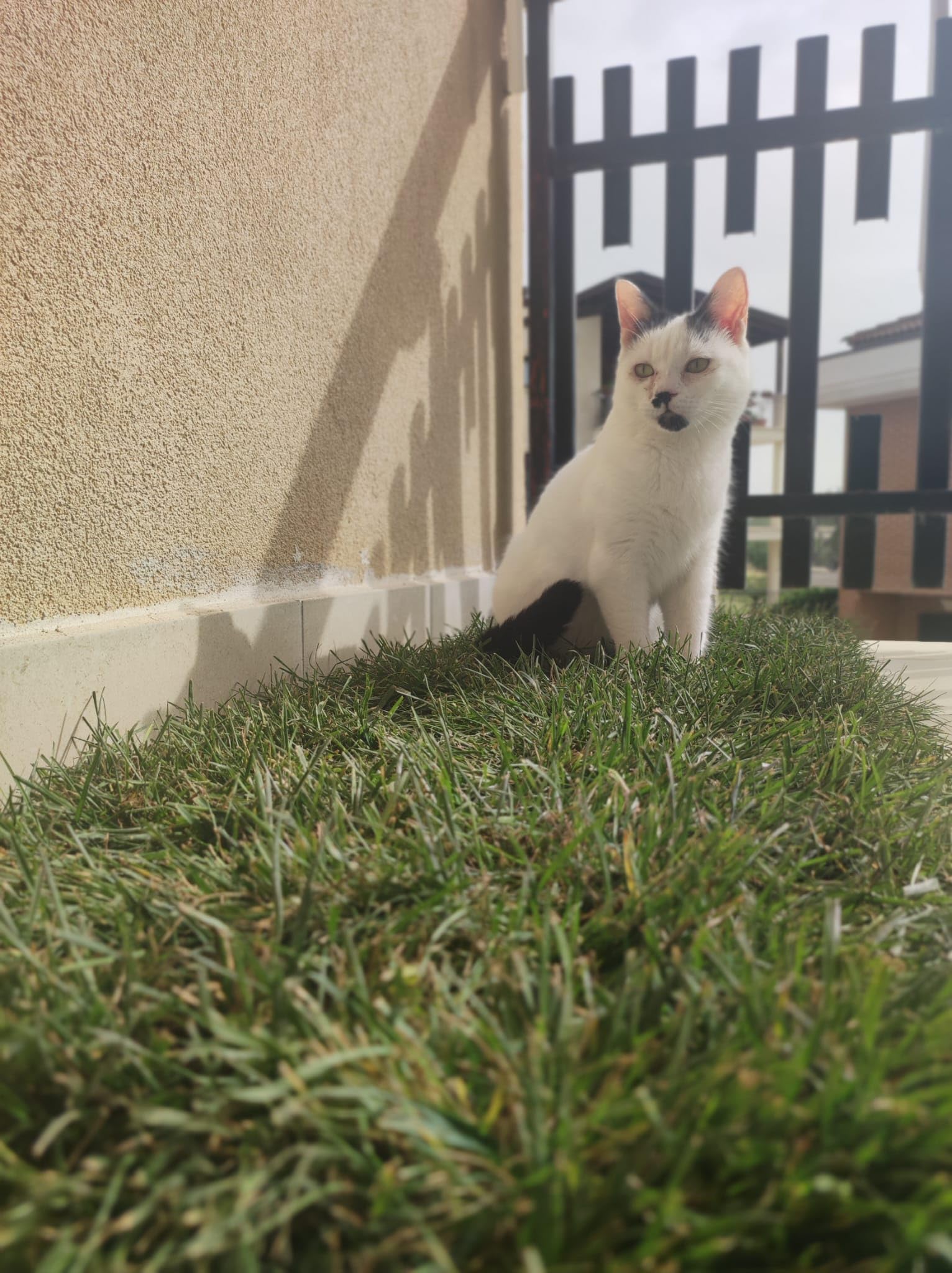 PratoErboso GreenZolla - L' Originale Lettiera per Gatti in Erba Vera Naturale, Traversina 100% Naturale Cuccia per Gatti in Vero Prato, Zona Gioco e Relax per Animali Misura Maxi