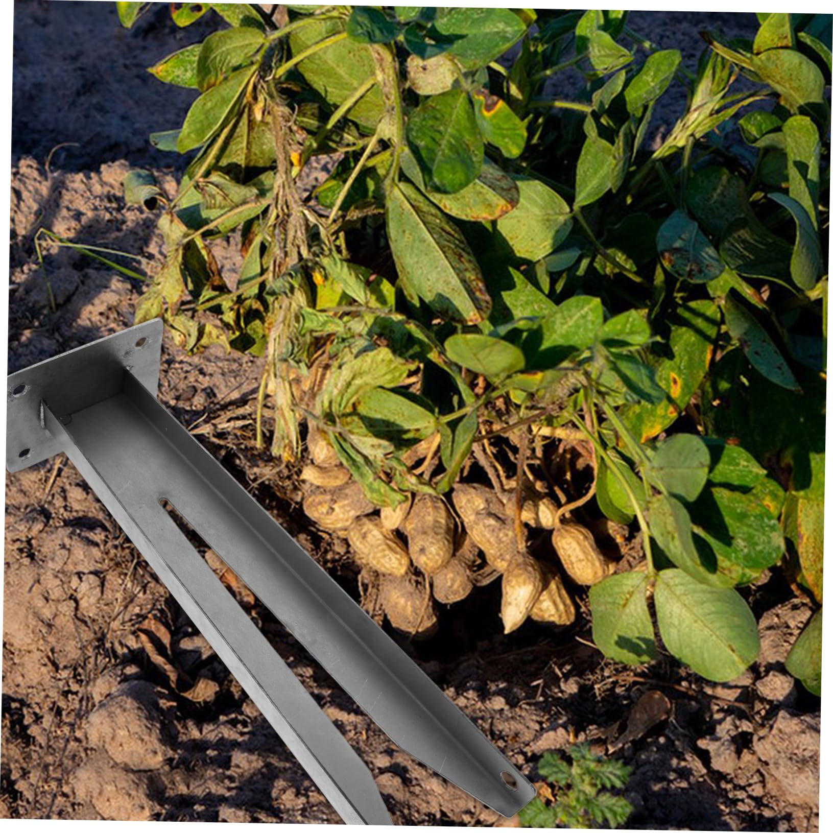 CANIGHT Peanut Picker Peanut Accessory Peanut Tool Floor Peanut Tool Peanut Root Remover Peanut Remover Farm Supply Metal Peanut Picket Tool Tool