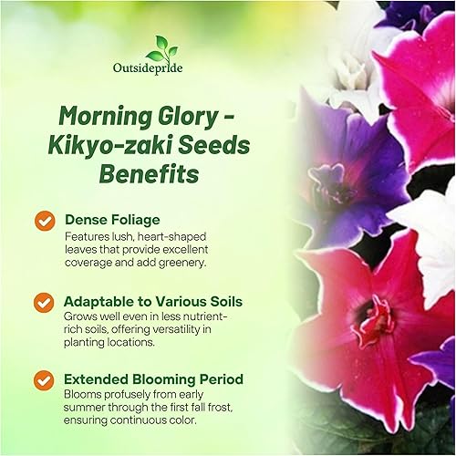 Miniatura 2 de Outsidepride Kikyo-Zaki Morning Glory Seeds - 50 unidades. Semillas anuales, trepadoras y enredaderas para plantar flores grandes en forma de