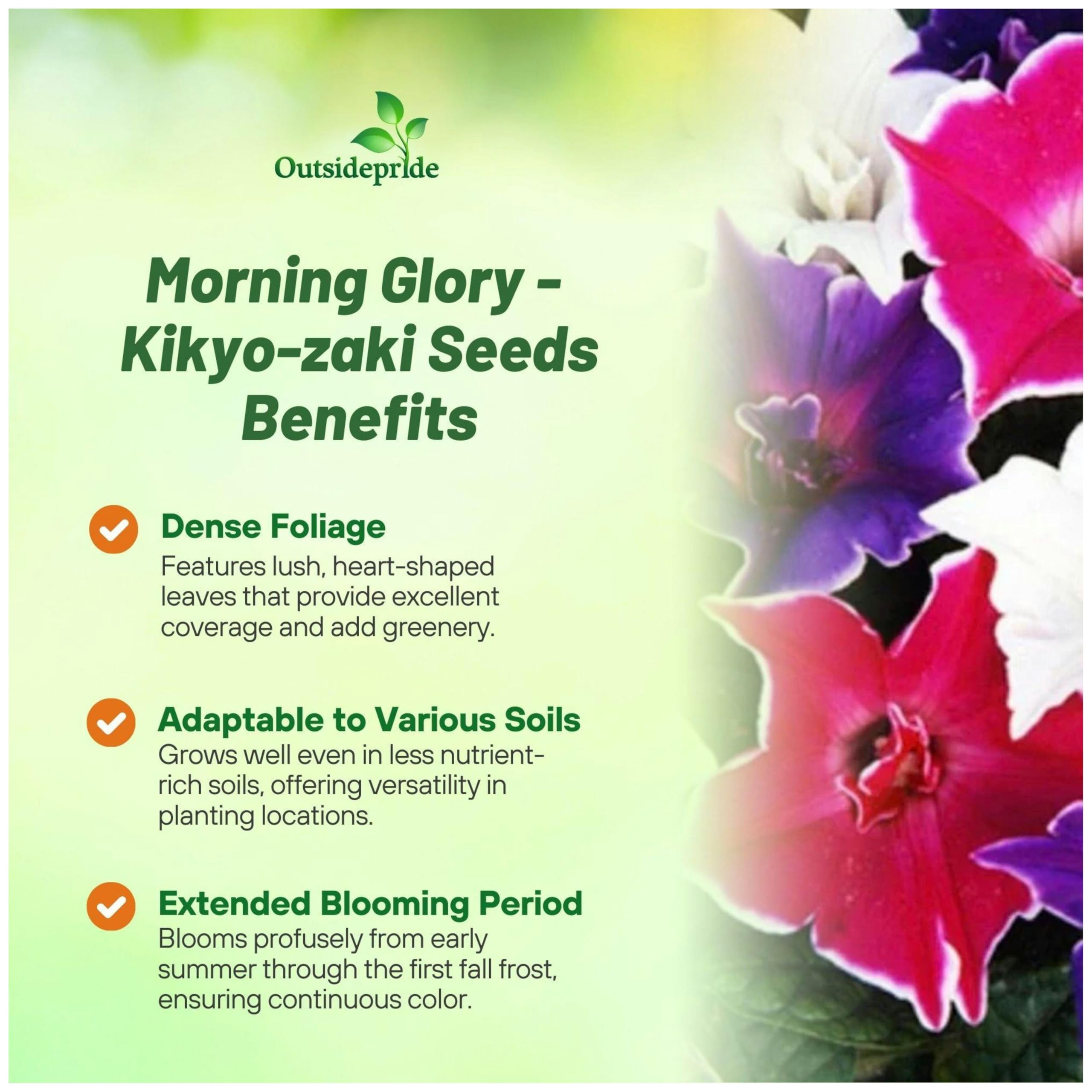 Amazon.com : Outsidepride Kikyo-Zaki Morning Glory Seeds - 50 Pcs