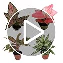 Image of CAPPL Rare Imported Pink Ruby Aglaonema Live Plant with Pot | Low Light Indoor Plant for Home & Office Decor